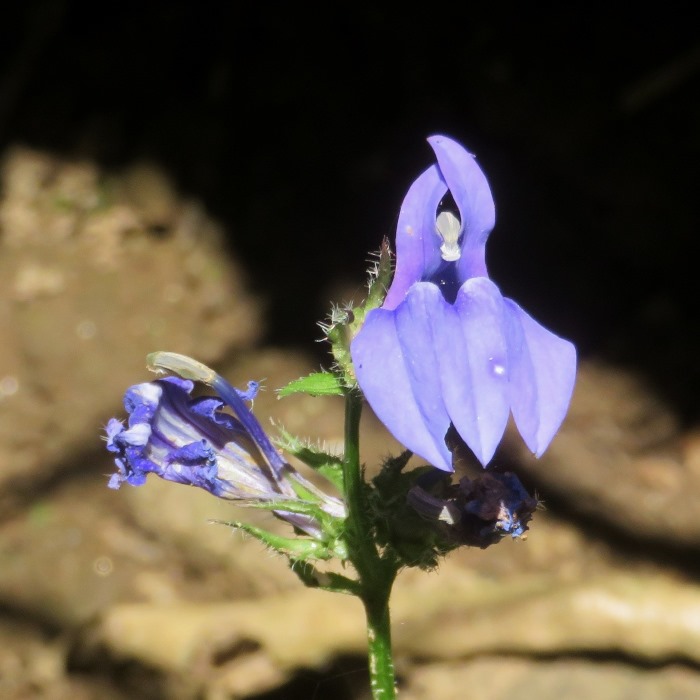 Great blue lobelia